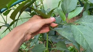 Самый эффективный способ, как ускорить СОЗРЕВАНИЕ ПЕРЦА (без подкормок и "волшебных средств")