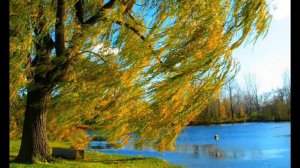 Евгений Селиверстов - Веет ночная прохлада (clip)