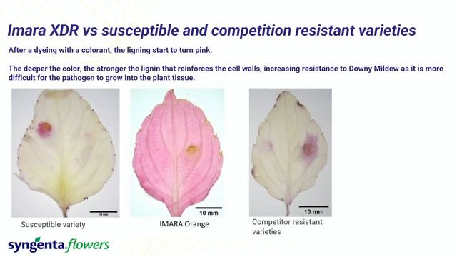 Syngenta Flowers BI Technical Support XDR смотреть онлайн
