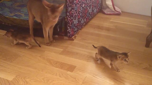 Абиссинские котята и кошки. Дикий окрас смотреть онлайн