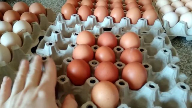 Приехали яйца.Доминанты, бройлеры, Адлерская серебристая,техасцы смотреть онлайн