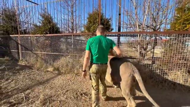 Вожак выгнал ВСЕХ ЛЬВОВ из вольера, а сам не хочет выходить! смотреть онлайн