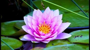 8. Аура медитация - Шри Шри Рави Шанкар