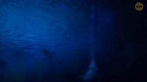 Зачем акулы выплевывают свой желудок и еще 28 интересных фактов про акул