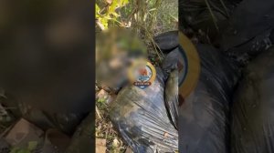 В лесу ХМАО нашли мешки с трупами животных