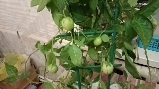 Пепино Или Дынная Груша. Как Вырастить Дома? смотреть онлайн