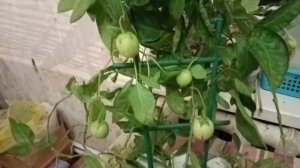 Пепино Или Дынная Груша. Как Вырастить Дома?