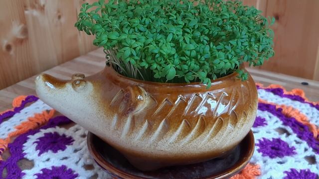 Зацвели комнатные томаты! ?? смотреть онлайн