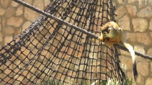 10 ЛУЧШИХ ЗООПАРКОВ МИРА  Зоопарки