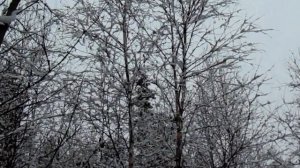 Ловля щуров