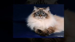 кошка невская маскарадная