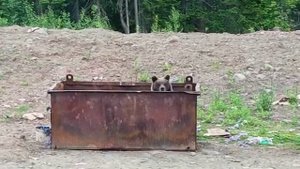 медведь на мусорке