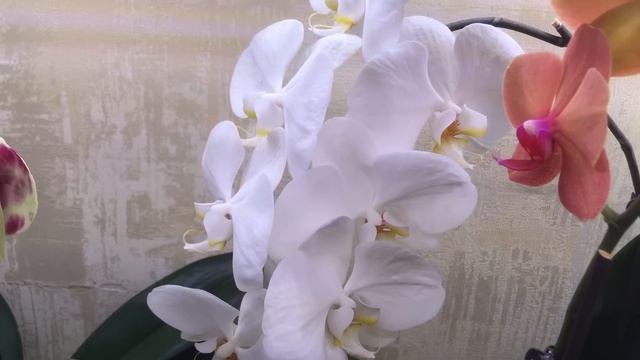 Орхидеи Биг липы и красота цветения коллекции смотреть онлайн