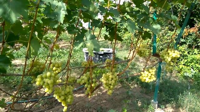 @Виноград 2019 Виноград Спонсор Отзыв о винограде смотреть онлайн