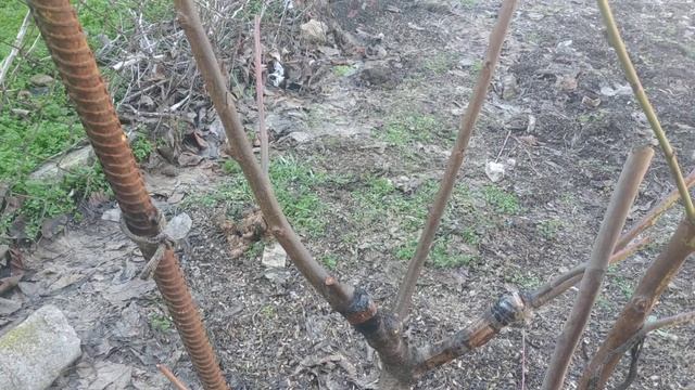 Варианты перепрививки персика весной.