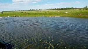 #Гусиные бои :Еденский и Горьковский сцыпились из за гусят