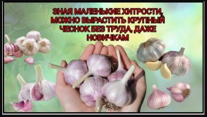 Не получается вырастить крупный чеснок_ Пошаговая инструкция для новичков