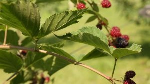 Вкусный Сад: ЕЖЕВИКА и уход за ней