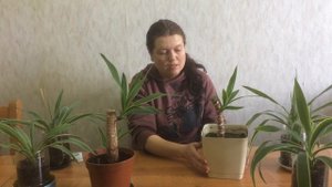 ЮККА. Размножение // Breeding yucca // Variance