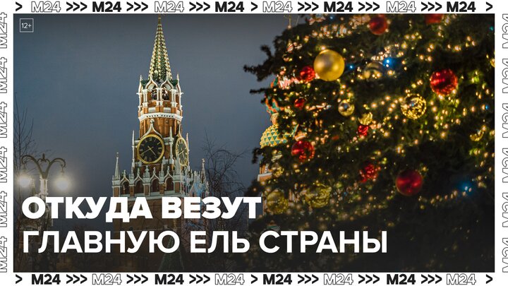 25-метровое дерево из подмосковного Фрянова станет главной новогодней елью РФ - Москва 24