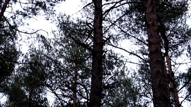 Чем полезен лес для человека смотреть онлайн