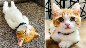 В Японии живет котенок Чата, который любит спать как человек