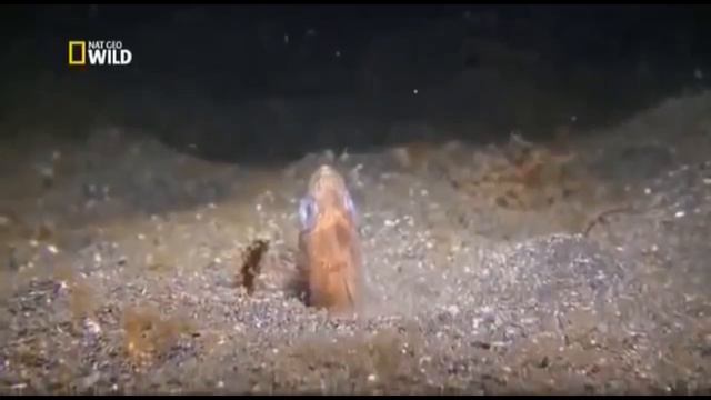 Тип кольчасті черви смотреть онлайн