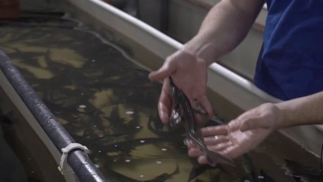 Как правильно покупать малька смотреть онлайн