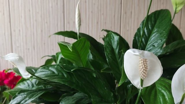 Осенняя подкормка женского счастья (спатифиллума), секреты внесения удобрений смотреть онлайн