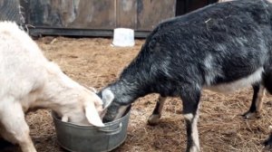 Как набухает петля у коз в 3 месяца котности