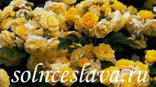 Виды Роз (Палеантовые, Флорибунда, Миниатюрные) смотреть онлайн