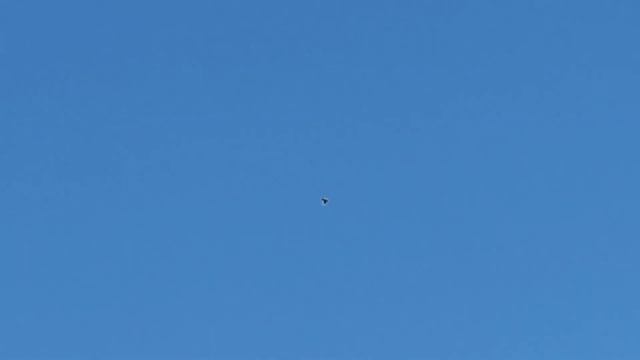 Голуби на утро дома смотреть онлайн