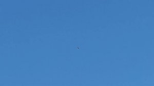 Голуби на утро дома