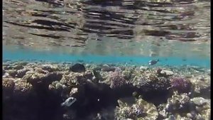 Снорклинг в Шарм-Эль-Шейхе в декабре