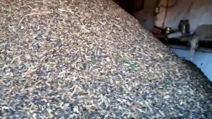 Семечки корм для овец \очередной окот прибавление\Жизнь в деревне