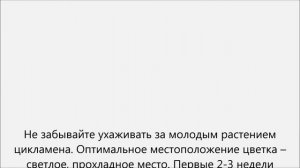Как размножить цикламен