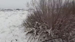 Охота на волка в Казахстане 2024! Real wolf #hunting #wolf #cattle #cow #dog