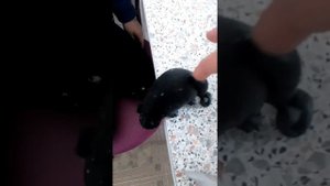 Укусила крыса