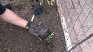 Italian Roma Tomato Harvest + Squeezing In Another Tomato Planting