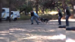 Тренировка на защиту немецкой овчарки Дик