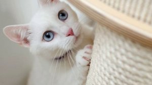 4 ПРИЧИНЫ ПО КОТОРЫМ КОШКА ЦАРАПАЕТ И КУСАЕТ ХОЗЯИНА. ДОМАШНИЕ ПИТОМЦЫ. ИГРА. ИГРУШКИ. ДОМ. СЕМЬЯ.