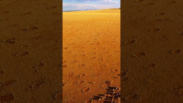 Mysterious shells in the Namibian desert #viralshort #fact