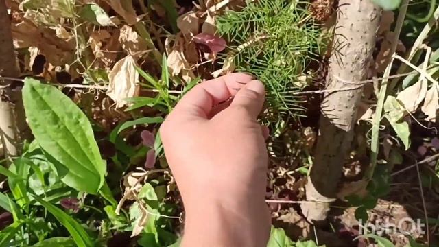 Заготовки ТАрхуна на зиму, английская шпалера для душистого горошка, вобщем кусочки нашего лета смотреть онлайн