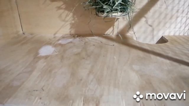 Генеральная уборка в витрине у шиншилл. смотреть онлайн