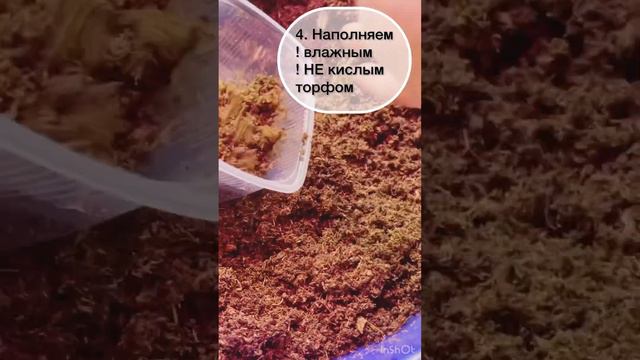 Черенкую старые кусты традесканций