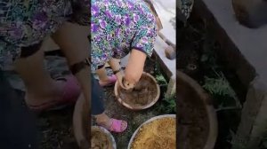 как отремонтировать мазанку