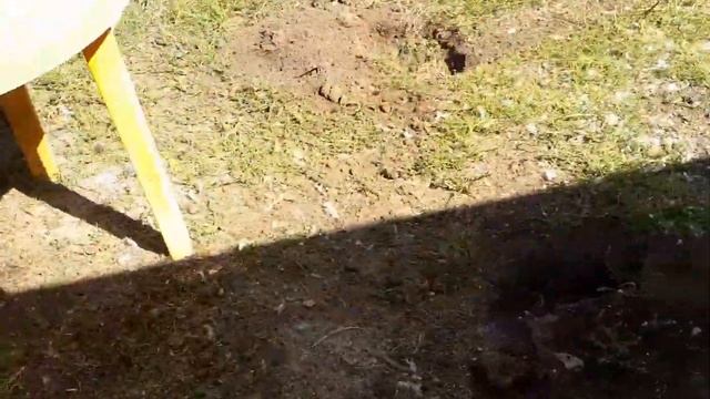 Чем Кормить Бройлеров в Домашних  условиях.