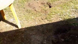 Чем Кормить Бройлеров в Домашних условиях.