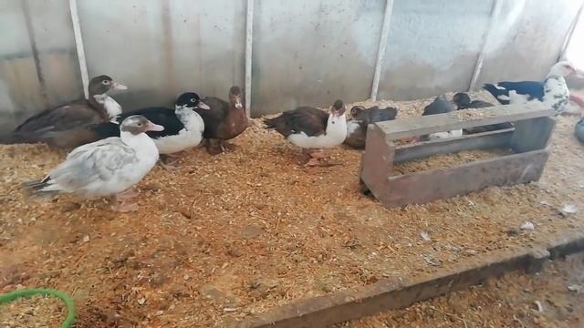 Утята в теплице. Зима. смотреть онлайн