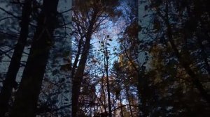 Заготовка кедровой шишки в Хабаровском крае.